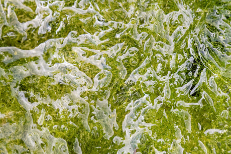 The Surprising Health Benefits of Sea Moss