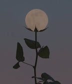 New Moon Sound Ritual 8/12
