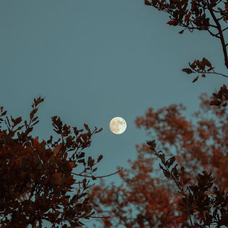 Your January 2025 Horoscope (+ Programming Suggestions)