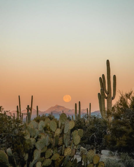 Sagittarius Season:  Don’t Overthink. Learn As You Go November 21 – December 21