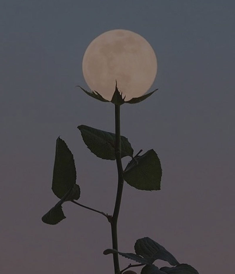 New Moon Sound Ritual 8/12